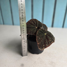 Load image into Gallery viewer, #RD15 Begonia 'Black Narcissus'