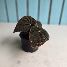 Load image into Gallery viewer, #RD15 Begonia 'Black Narcissus'