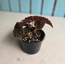 Load image into Gallery viewer, #RD15 Begonia 'Black Narcissus'