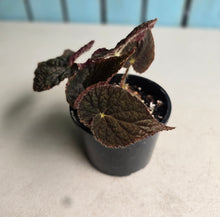Load image into Gallery viewer, #RD15 Begonia 'Black Narcissus'
