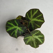 Load image into Gallery viewer, #RD26 Begonia Solimutata
