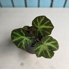 Load image into Gallery viewer, #RD26 Begonia Solimutata