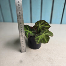 Load image into Gallery viewer, #RD26 Begonia Solimutata