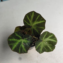 Load image into Gallery viewer, #RD26 Begonia Solimutata