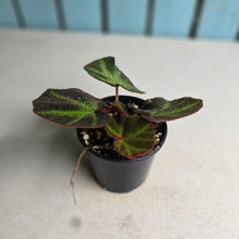 Load image into Gallery viewer, #RD26 Begonia Solimutata