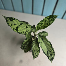 Load image into Gallery viewer, #RJ Aglaonema Pictum Tricolor