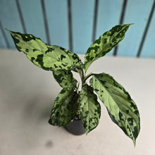 Load image into Gallery viewer, #RJ Aglaonema Pictum Tricolor
