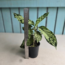 Load image into Gallery viewer, #RJ Aglaonema Pictum Tricolor