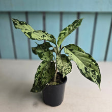 Load image into Gallery viewer, #RJ Aglaonema Pictum Tricolor