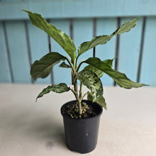 Load image into Gallery viewer, #RJ Aglaonema Pictum Tricolor