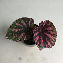 Load image into Gallery viewer, #R48 Begonia Unknown