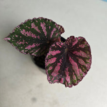 Load image into Gallery viewer, #R48 Begonia Unknown