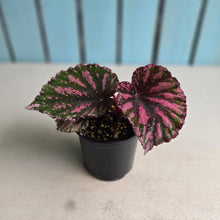 Load image into Gallery viewer, #R48 Begonia Unknown
