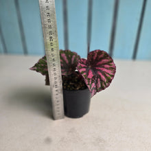 Load image into Gallery viewer, #R48 Begonia Unknown