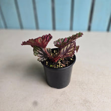 Load image into Gallery viewer, #R48 Begonia Unknown