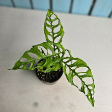 Load image into Gallery viewer, #D4 Monstera Obliqua