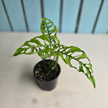Load image into Gallery viewer, #D4 Monstera Obliqua