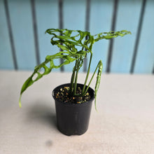 Load image into Gallery viewer, #D4 Monstera Obliqua