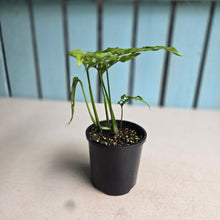 Load image into Gallery viewer, #D4 Monstera Obliqua