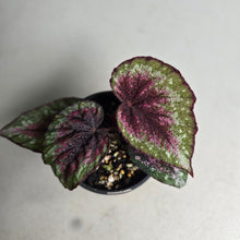 Load image into Gallery viewer, #RA7 Begonia Plum Paisley