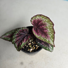 Load image into Gallery viewer, #RA7 Begonia Plum Paisley