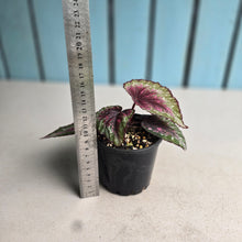 Load image into Gallery viewer, #RA7 Begonia Plum Paisley