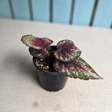 Load image into Gallery viewer, #RA7 Begonia Plum Paisley
