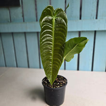 Load image into Gallery viewer, #R18 Anthurium Veitchii