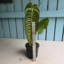 Load image into Gallery viewer, #R18 Anthurium Veitchii