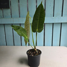 Load image into Gallery viewer, #R18 Anthurium Veitchii
