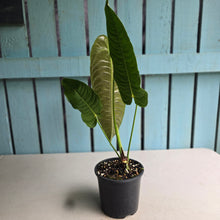 Load image into Gallery viewer, #R18 Anthurium Veitchii