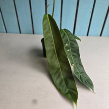 Load image into Gallery viewer, #R882 Philodendron Patriciae