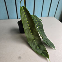 Load image into Gallery viewer, #R882 Philodendron Patriciae