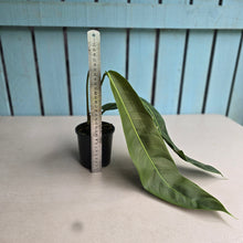 Load image into Gallery viewer, #R882 Philodendron Patriciae