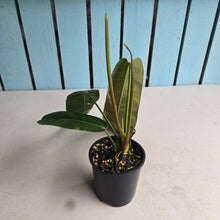 Load image into Gallery viewer, #R882 Philodendron Patriciae