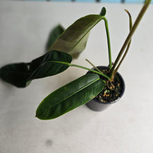 Load image into Gallery viewer, #R882 Philodendron Patriciae
