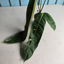 Load image into Gallery viewer, #R882 Philodendron Patriciae