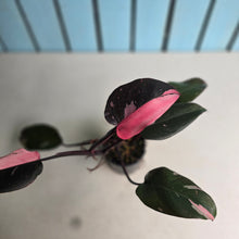 Load image into Gallery viewer, #RD43 Philodendron Pink Princess