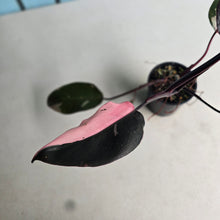 Load image into Gallery viewer, #RD43 Philodendron Pink Princess