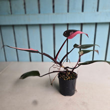 Load image into Gallery viewer, #RD43 Philodendron Pink Princess