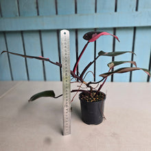 Load image into Gallery viewer, #RD43 Philodendron Pink Princess