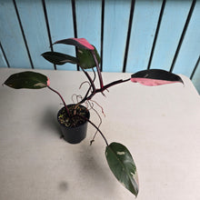Load image into Gallery viewer, #RD43 Philodendron Pink Princess