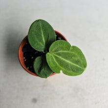 Load image into Gallery viewer, #D48 Anthurium Villenaorum Seedling