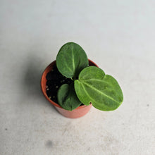 Load image into Gallery viewer, #D48 Anthurium Villenaorum Seedling