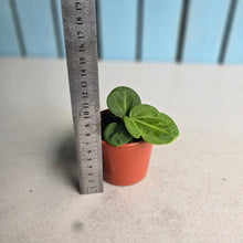 Load image into Gallery viewer, #D48 Anthurium Villenaorum Seedling