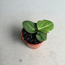 Load image into Gallery viewer, #D48 Anthurium Villenaorum Seedling