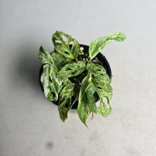 Load image into Gallery viewer, #RD4 Mint Variegated Monstera Adansonii