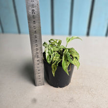 Load image into Gallery viewer, #RD4 Mint Variegated Monstera Adansonii