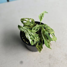 Load image into Gallery viewer, #RD4 Mint Variegated Monstera Adansonii