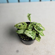 Load image into Gallery viewer, #RD4 Mint Variegated Monstera Adansonii